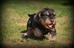 ruwharige Teckel pups, Dieren en Toebehoren, Honden | Teckels en Dashonden, België, CDV (hondenziekte), 8 tot 15 weken, Meerdere