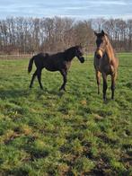 smoky black merrie veulen, Dieren en Toebehoren, Paarden, Merrie