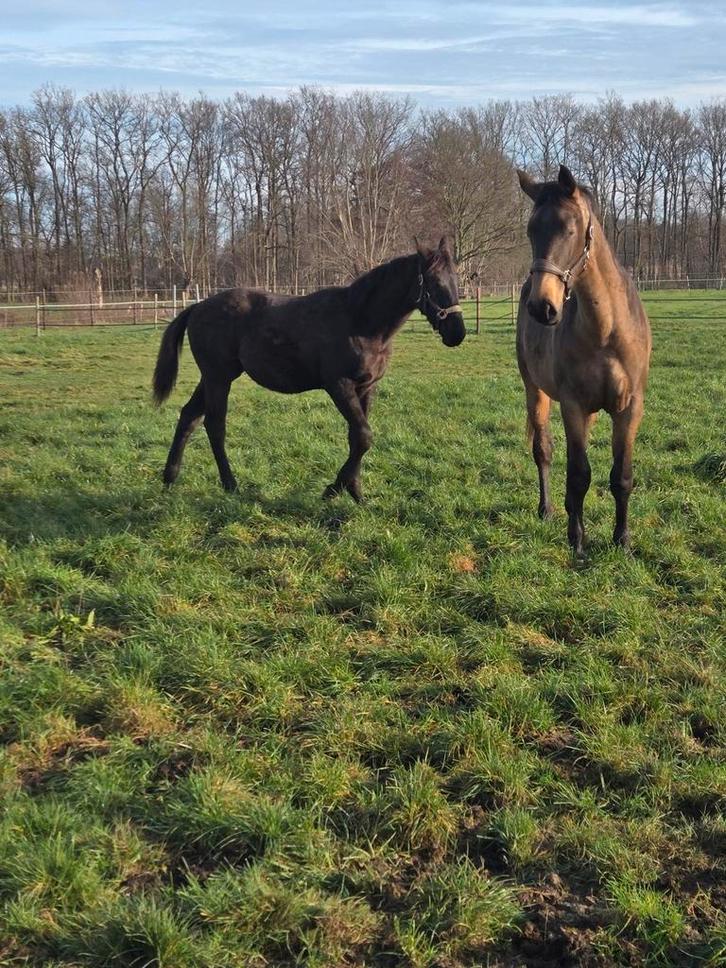 smoky black merrie veulen, Dieren en Toebehoren, Paarden, Merrie