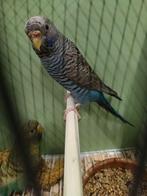 Black fece black wing, Dieren en Toebehoren, Vogels | Parkieten en Papegaaien