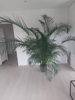 Goudpalm - Areca palm - 220 cm hoog / 160 cm breed, Huis en Inrichting, Kamerplanten, Ophalen, 200 cm of meer, Palm, In pot