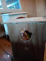 Jonge handtamme pyrhurras, Dieren en Toebehoren, Tam