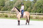 Valk irish sport horse, Dieren en Toebehoren, Merrie