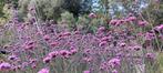 Verbena bonariensis,  ijzerhart, Ophalen of Verzenden, Zomer, Vaste plant