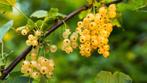 Ribes rubrum (witte aalbes, witte bes, trosbes), Tuin en Terras, Planten | Tuinplanten, Ophalen, Volle zon, Vaste plant, Zomer