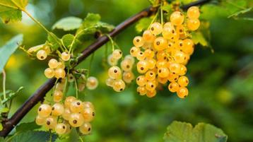Ribes rubrum (witte aalbes, witte bes, trosbes) beschikbaar voor biedingen