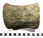 Wervel Oerwalvis (Archaeoceti), Fossile, Envoi