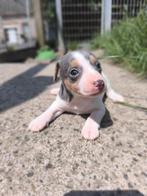 Chiots Jack Russell, Chienne, Belgique, Plusieurs, Parvovirose