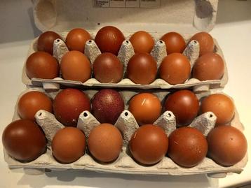 Marans broedeieren  beschikbaar voor biedingen