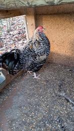 1 hanen/ zanghaan, Dieren en Toebehoren, Pluimvee