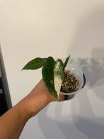 Alocasia micholitziana variegata (frydek) (3), Maison & Meubles, Plantes d'intérieur, Enlèvement ou Envoi