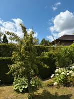 Laagstam pereboom, Tuin en Terras, Planten | Fruitbomen, Ophalen, Perenboom
