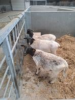 Dorper ooien, Dieren en Toebehoren, Vrouwelijk, Schaap, 3 tot 5 jaar