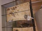 2 volwassen hamsters, Dieren en Toebehoren, Knaagdieren, November