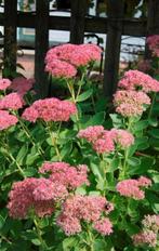Sedum = bijenplant, Volle zon, Vaste plant, Zomer, Ophalen