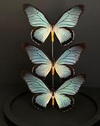 Splendide Ensemble de 3 Papillons Exotiques Zalmoxis Globe, Collections, Insecte, Animal empaillé, Enlèvement ou Envoi, Neuf