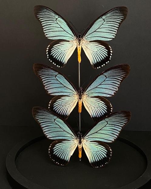 Splendide Ensemble de 3 Papillons Exotiques Zalmoxis Globe, Collections, Collections Animaux, Neuf, Animal empaillé, Insecte, Enlèvement ou Envoi