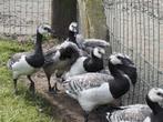 Ganzen sierganzen, Dieren en Toebehoren, Pluimvee, Meerdere dieren, Gans of Zwaan