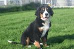 Berner Sennen pups, Dieren en Toebehoren, België, Rabiës, Meerdere, Meerdere dieren