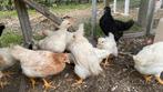 Kippen en hanen, Dieren en Toebehoren, Pluimvee