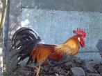 Broedeieren leghorn blauwpatrijs, Geslacht onbekend, Kip