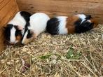 Jonge cavia beertjes, gratis, Novembre, Mâle, Cobaye