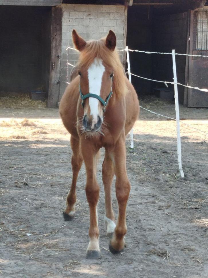 quarter/tinker mix merrie, Dieren en Toebehoren, Paarden, Merrie, Niet van toepassing, Minder dan 160 cm, 0 tot 2 jaar, Westernpaard