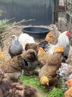 Poules Brahma naines, Femelle, Poule ou poulet