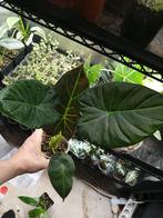 Alocasia "Regal Shield", Ophalen, Overige soorten, Halfschaduw, In pot