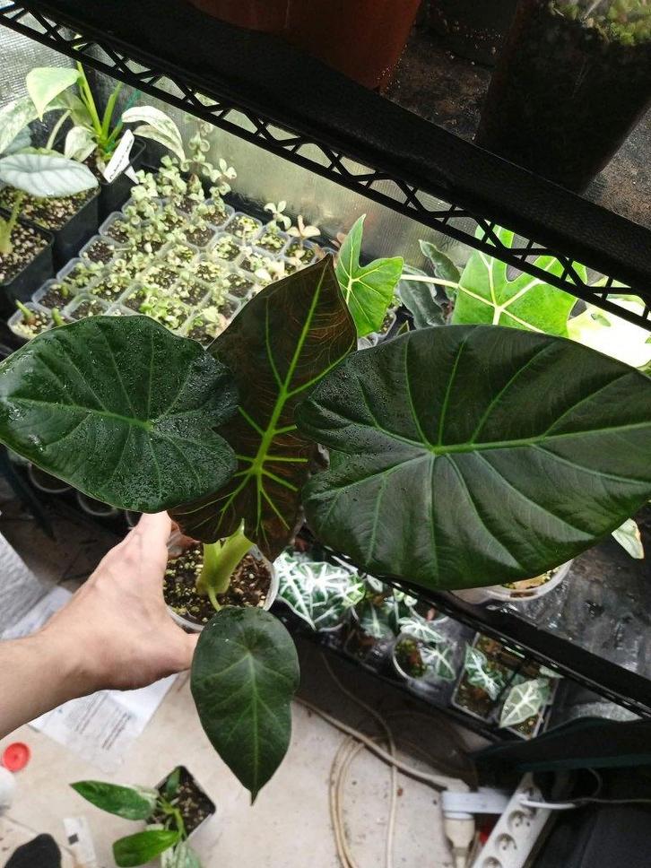 Alocasia "Regal Shield", Huis en Inrichting, Kamerplanten, Overige soorten, Minder dan 100 cm, Groene kamerplant, Halfschaduw