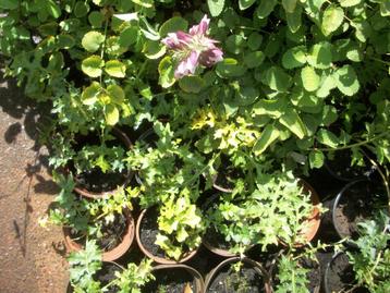 Acanthus mollis - spinosus beschikbaar voor biedingen