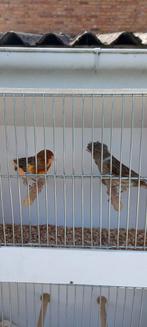 Canaris, Animaux & Accessoires, Oiseaux | Canaris