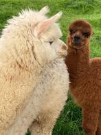 Alpaca dieren alpacas merrie, Dieren en Toebehoren, Overige Dieren, Vrouwelijk