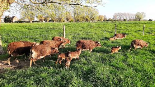 Mouton Soay - prochaines naissances en 2024, Animaux & Accessoires, Moutons, Chèvres & Cochons, Mouton, Plusieurs animaux, 0 à 2 ans