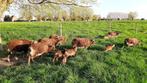 Mouton Soay - naissances 2024, Animaux & Accessoires, Moutons, Chèvres & Cochons, Mouton, Plusieurs animaux, 0 à 2 ans