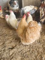 Cochin kriel haantjes, Dieren en Toebehoren, Pluimvee, Mannelijk, Kip