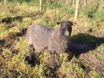 Drie Gotlandschapen: raszuiver ramlam en twee kruising ooien, Dieren en Toebehoren, Meerdere dieren, Schaap, 0 tot 2 jaar