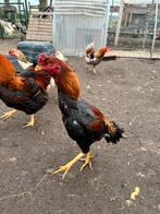 Jeune couple O shamo