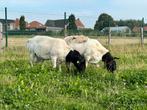Winter begrazing, Dieren en Toebehoren, Schaap