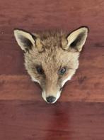 Schitterende Vos Taxidermie Opgezette Dieren Mancave Jacht, Verzamelen, Dierenverzamelingen, Ophalen of Verzenden, Wild dier, Opgezet dier