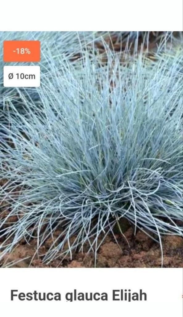 Siergrassen, Tuin en Terras, Planten | Tuinplanten, Siergrassen, Ophalen