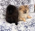 Pomeriaan dwergkeesje pups, België, Keeshond, CDV (hondenziekte), 8 tot 15 weken