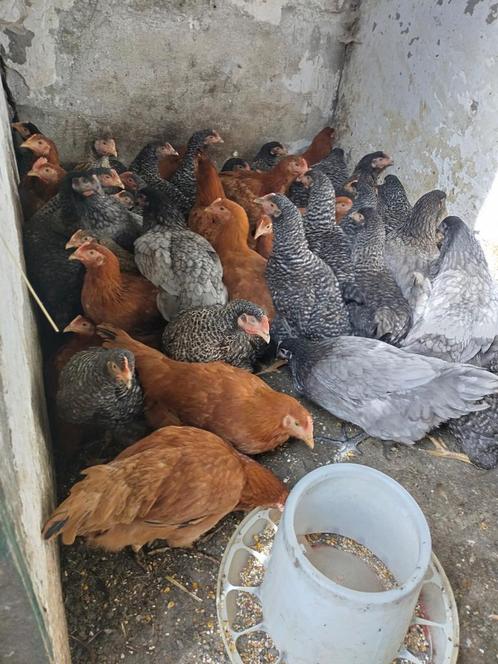 Legkippen Brakel, Dieren en Toebehoren, Knaagdieren