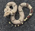 1.1 Bcc Iquitos, Dieren en Toebehoren, Slang, 0 tot 2 jaar