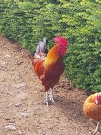 Haan, Dieren en Toebehoren, Pluimvee