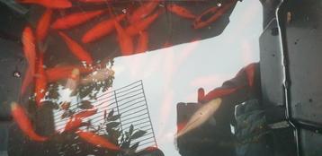 35 vissen voor 80,00  10 tot 15 cm groot beschikbaar voor biedingen