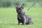 Franse Bulldog pups ,  met stamboom en getraind, Dieren en Toebehoren, België, Reu, CDV (hondenziekte), 8 tot 15 weken