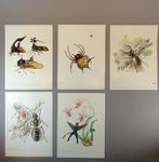 empreintes d'animaux * Entomologie - Insectes - animaux - po, Antiquités & Art, Enlèvement ou Envoi