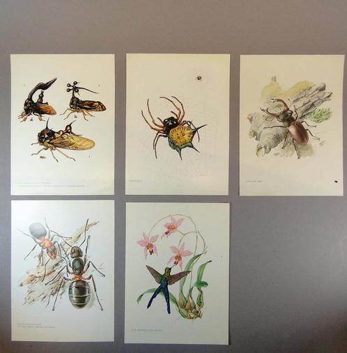empreintes d'animaux * Entomologie - Insectes - animaux - po, Antiquités & Art, Art | Eaux-fortes & Gravures, Enlèvement ou Envoi