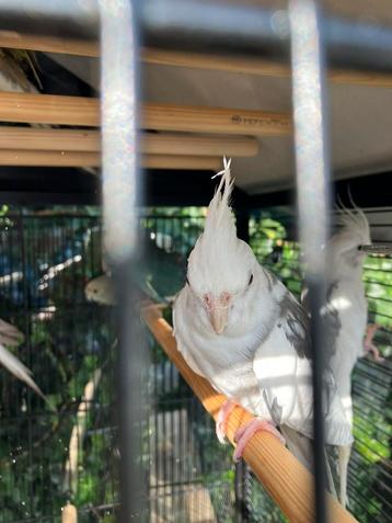 KWEEKKOPPELS WILDKLEUR LUTINO BONTE GEPARELDE VALKPARKIETEN beschikbaar voor biedingen